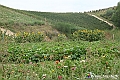 VBS_5416 - C'è un mare di velluto verde! E tu che sognavi di andare lontano... Quanta meraviglia, quì!